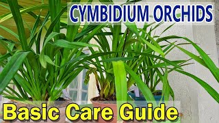 How to Divide Cymbidium orchids [upl. by Atilegna]