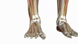 Muscles of the Foot Part 1  3D Anatomy Tutorial [upl. by Lianne]