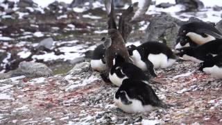 Skua eats chick penguin [upl. by Esau]