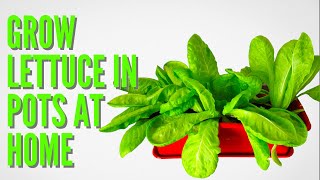 HOW TO GROW LETTUCE AT HOME IN POTS [upl. by Sloan]