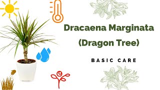 Dracaena Marginata Basic Care Madagascar dragon tree [upl. by Ntsuj711]