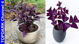 12 Plantas Que Tienen Hojas Moradas [upl. by Hinch]