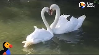 Swan Couple Has SWEETEST Reunion  The Dodo [upl. by Mcspadden8]