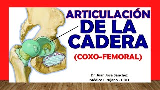 🥇 ARTICULACIÓN DE LA CADERA Coxofemoral Fácil Rápida y Sencilla [upl. by Etteluap558]