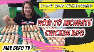 Proper Chicken Egg Incubation Process  Rhode Island Red [upl. by Farrah]