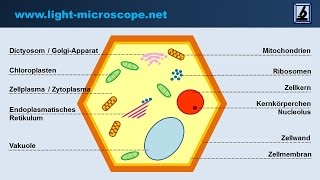 Wie funktioniert unser Immunsystem [upl. by Olram]