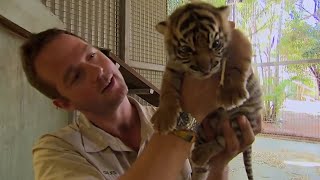 What Happens When Tigers Meet Humans  BBC Earth [upl. by Shanney]