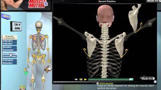 How Scapular Movement Works 3D Anatomy amp Diagrams [upl. by Oirom553]