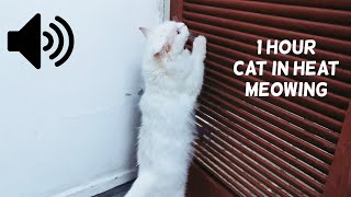 1 HOUR CAT IN HEAT MEOWING [upl. by Ennovaj]