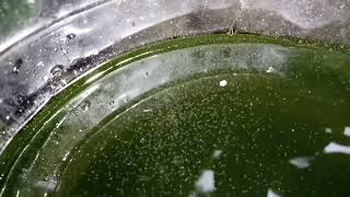 DAPHNIA MOINA CULTURE IN A SMALL BUCKET [upl. by Rinee]