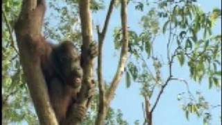 Orangutan Island  SelfComforting Behavior [upl. by Gradey]