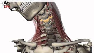 Columna Cervical Biomecanica  Artrocinematica [upl. by Ahsitra]