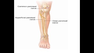 Two Minutes of Anatomy Deep Peroneal Nerve [upl. by Blessington]