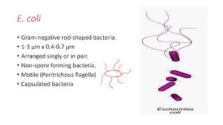 Escherichia coli E coli Gram negative rodshaped bacteria [upl. by Wan]