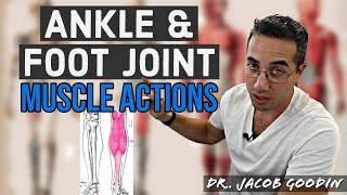 Ankle amp Foot Anatomy Muscle Actions [upl. by Radloff]