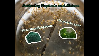 How To Culture Daphnia and Moinas using Green Water Spirulina powder [upl. by Gelasius]