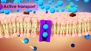 Biology Cell Transport [upl. by Ennovihs]