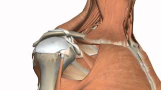 Shoulder Joint  Glenohumeral Joint  3D Anatomy Tutorial [upl. by Vivyanne]