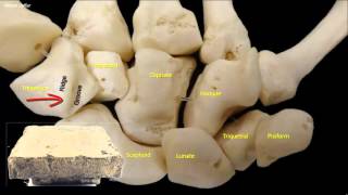 Osteology of the hand [upl. by Hgielsel377]