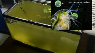 Raising Daphnia for the Freshwater Aquarium [upl. by Ardnasal]