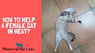 How to Help a Female Cat in Heat [upl. by Oileduab]