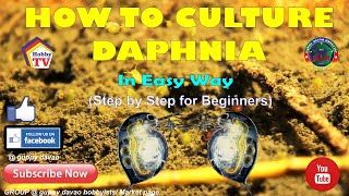 HOW TO CULTURE DAPHNIA In Easy Way [upl. by Bale37]