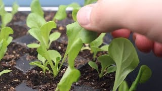 How to Grow Lettuce From Seed Indoors amp Harvest in One Month  LucasGrowsBest [upl. by Prosser346]